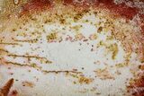 Petrified Palmwood (Palmoxylon) Slab - Louisiana #60563-1